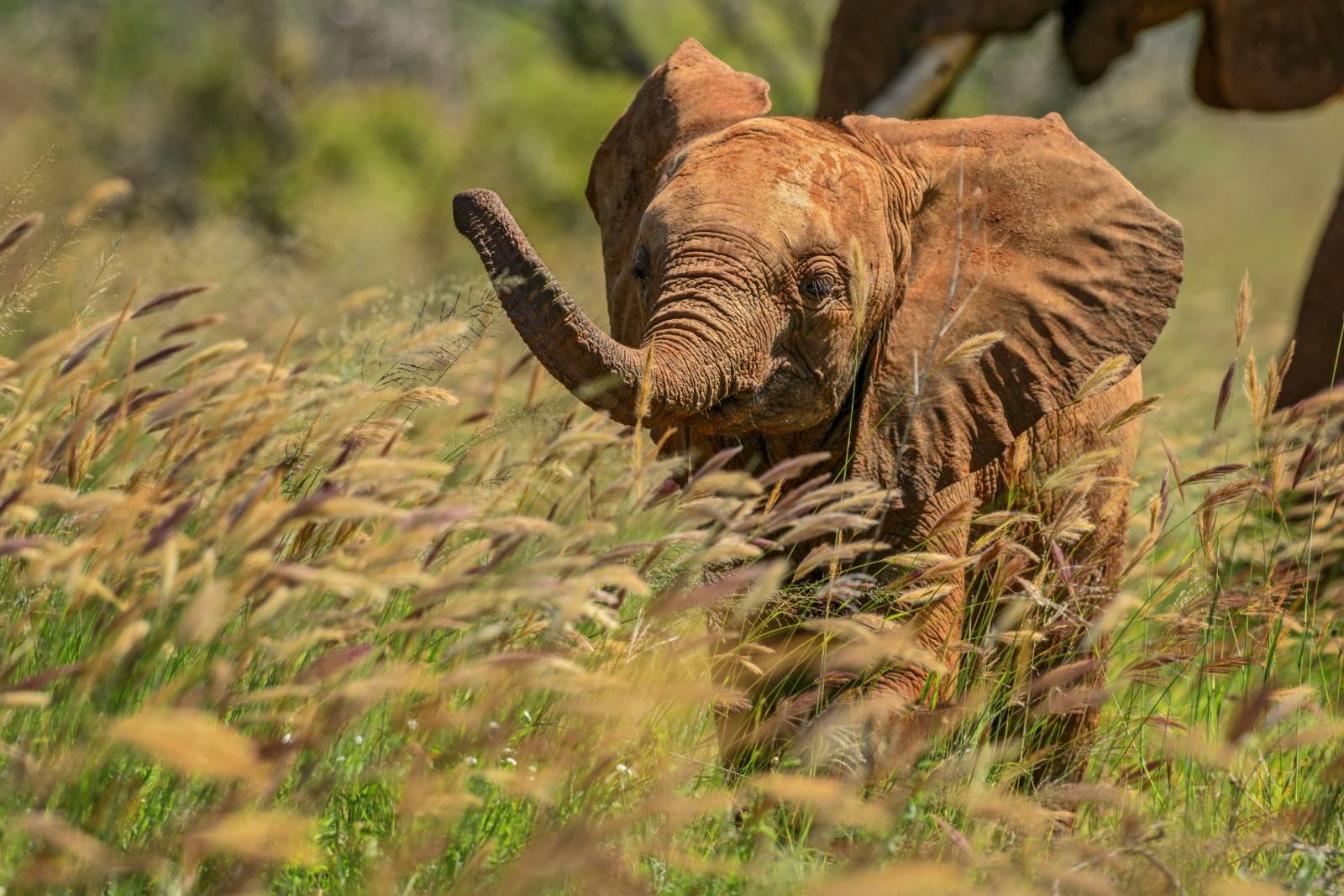 Elephant calf in long grass