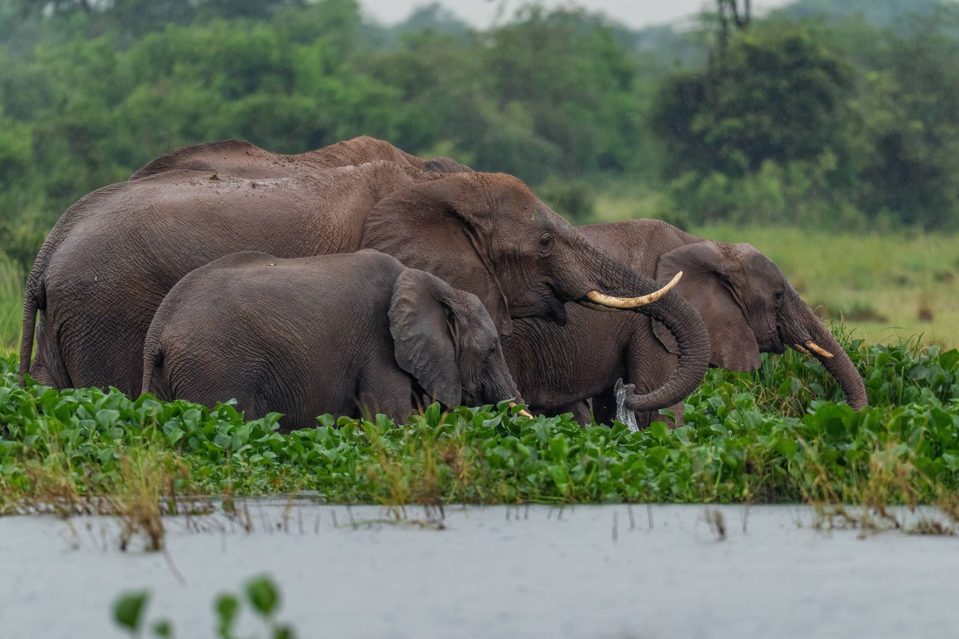 A herd of elephants feeding among water hyacinth at the river's edge