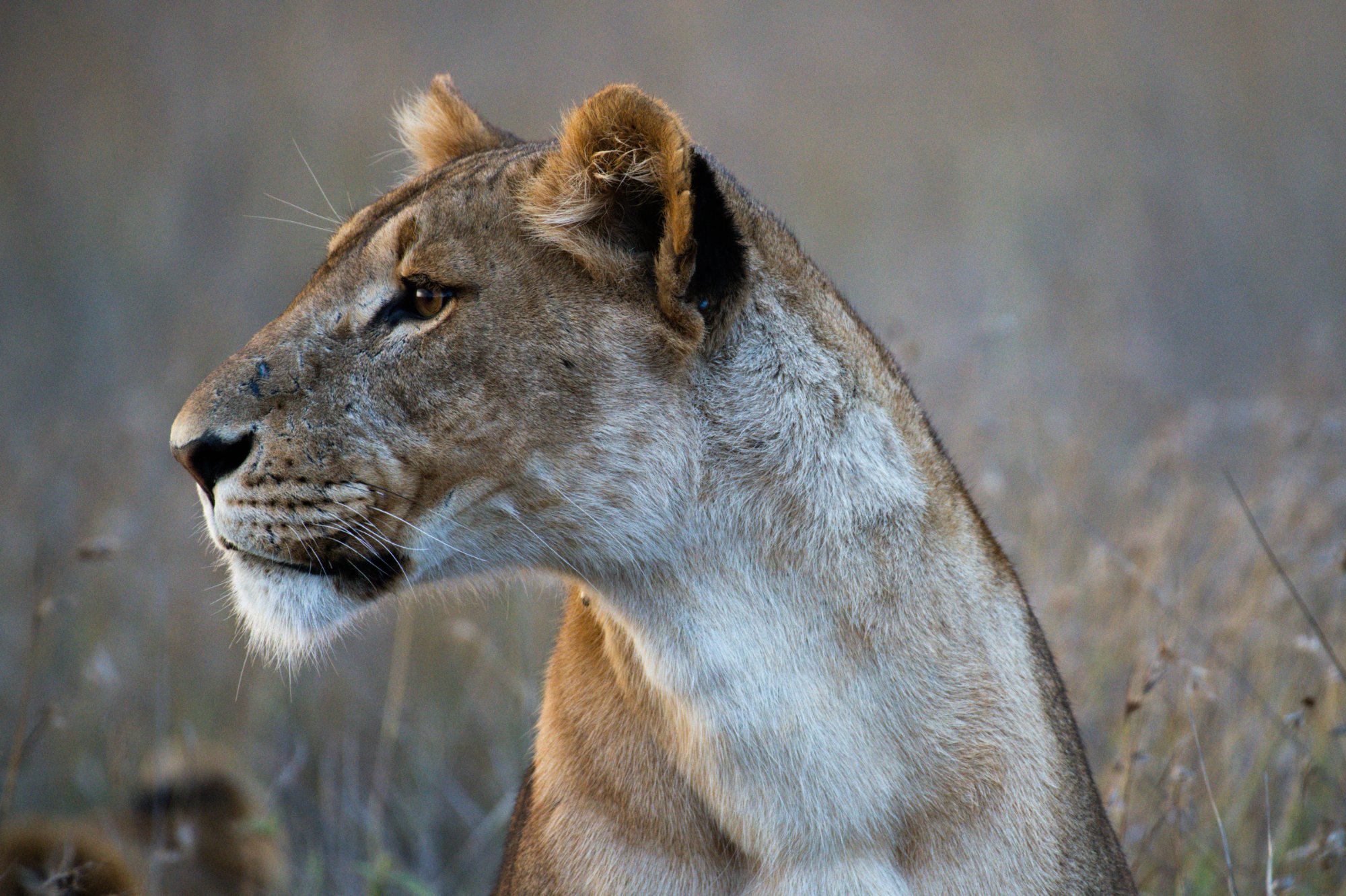 A lioness in profile at dusk in golden grassland