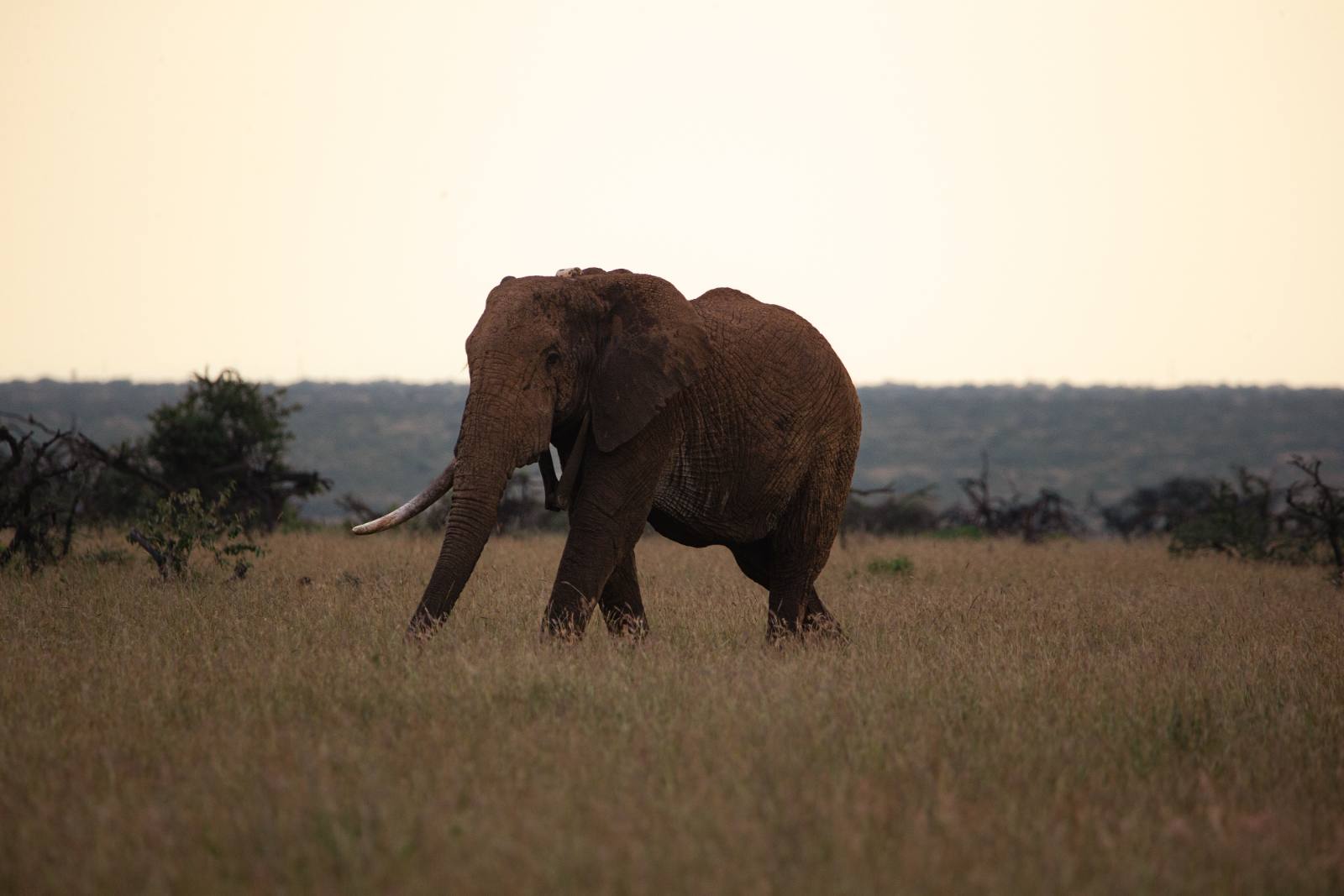 Elephants at golden hour