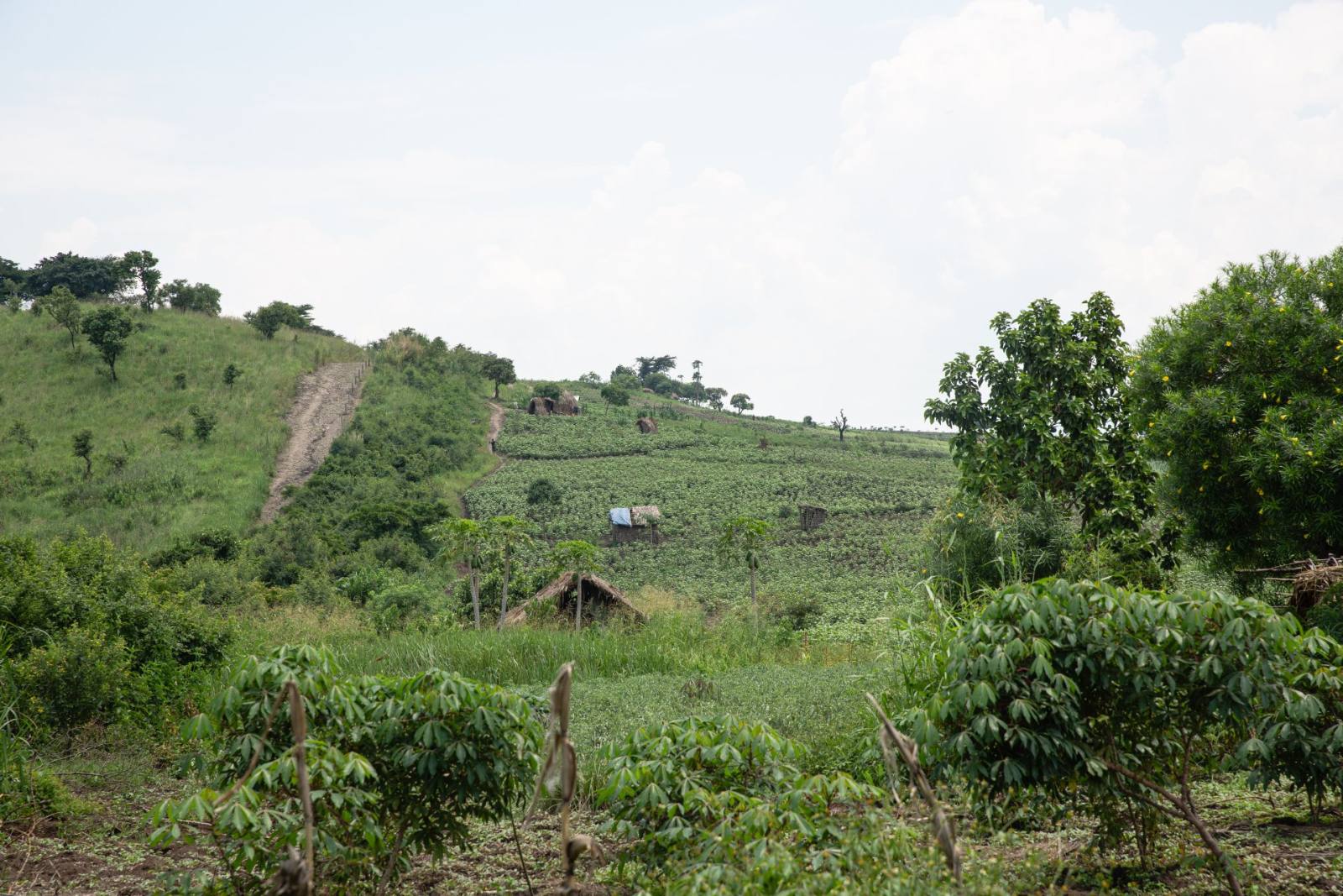 The fence line dividing farmland from the park boundary hillside
