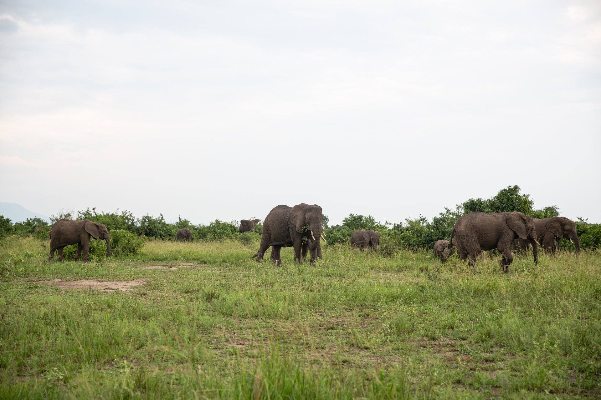 An elephant herd grazing along the park boundary, Queen Elizabeth