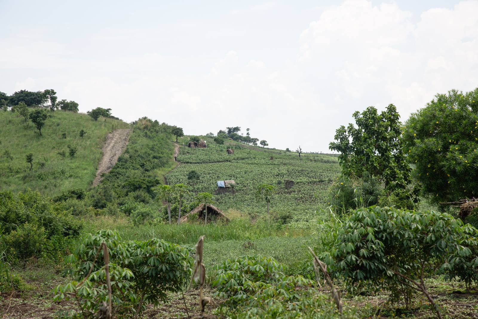 Smallholder cassava and banana gardens running right up to the park boundary, with the cleared fence line climbing the hillside above