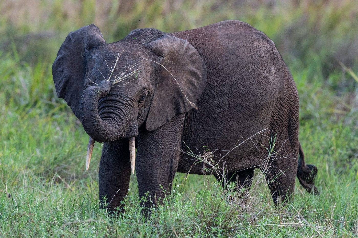 A young forest elephant with grass on its trunk