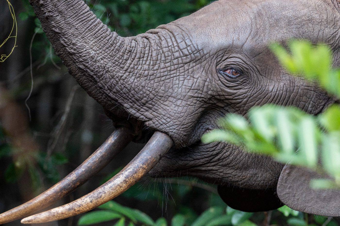 A forest elephant up close, trunk raised