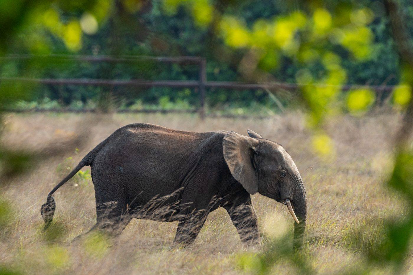 A young elephant beyond the fence line