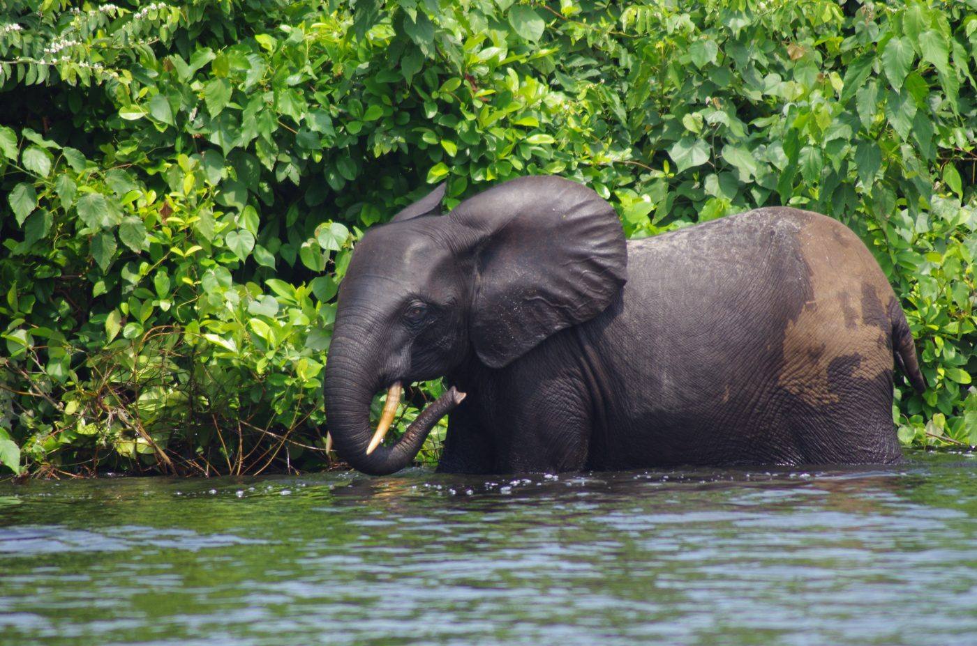 A forest elephant wading the river