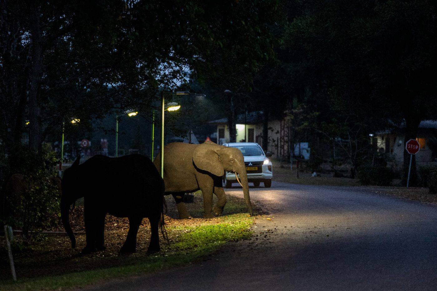 Elephants under the streetlights at dusk