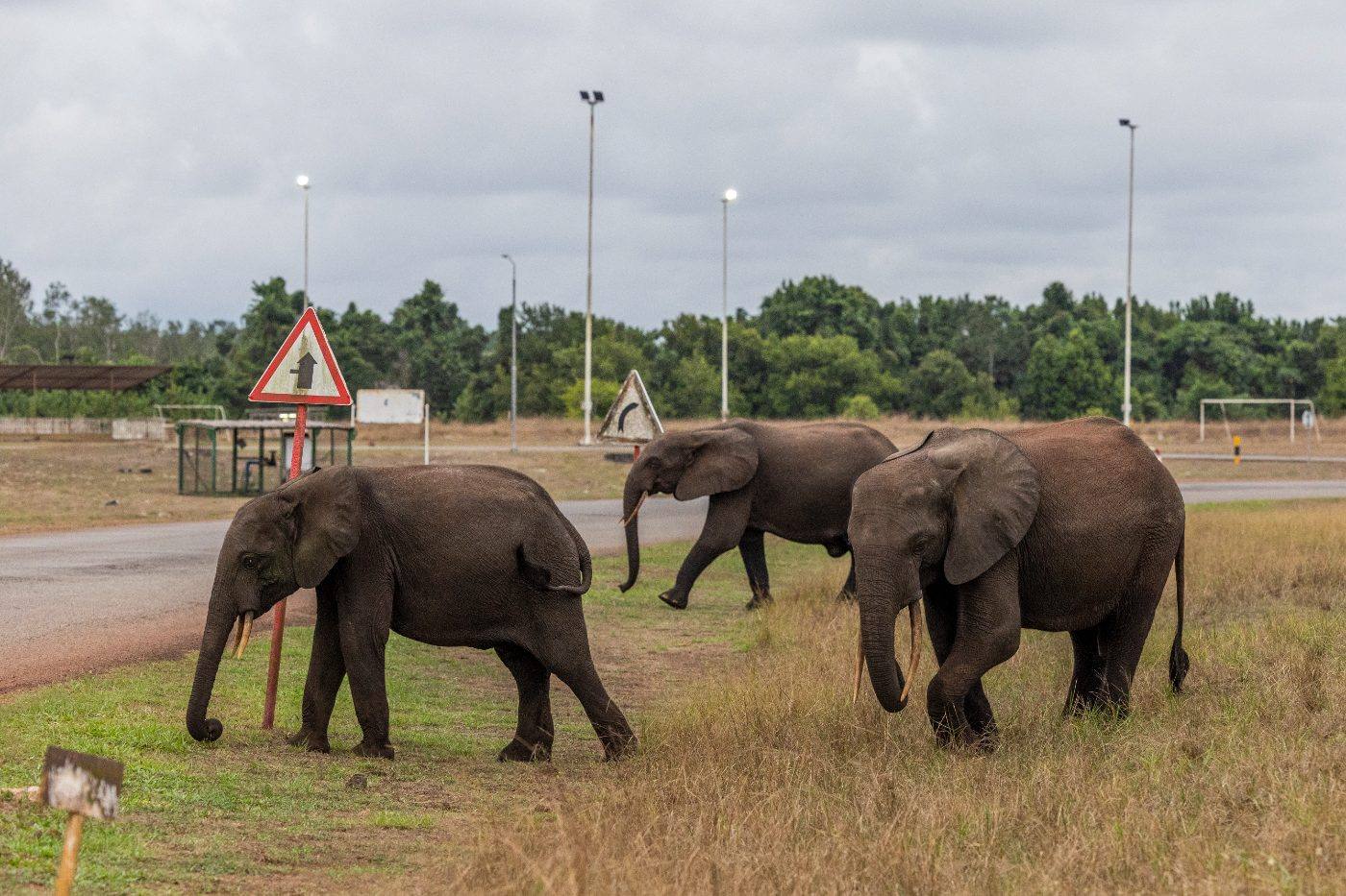 Three forest elephants crossing the road in town