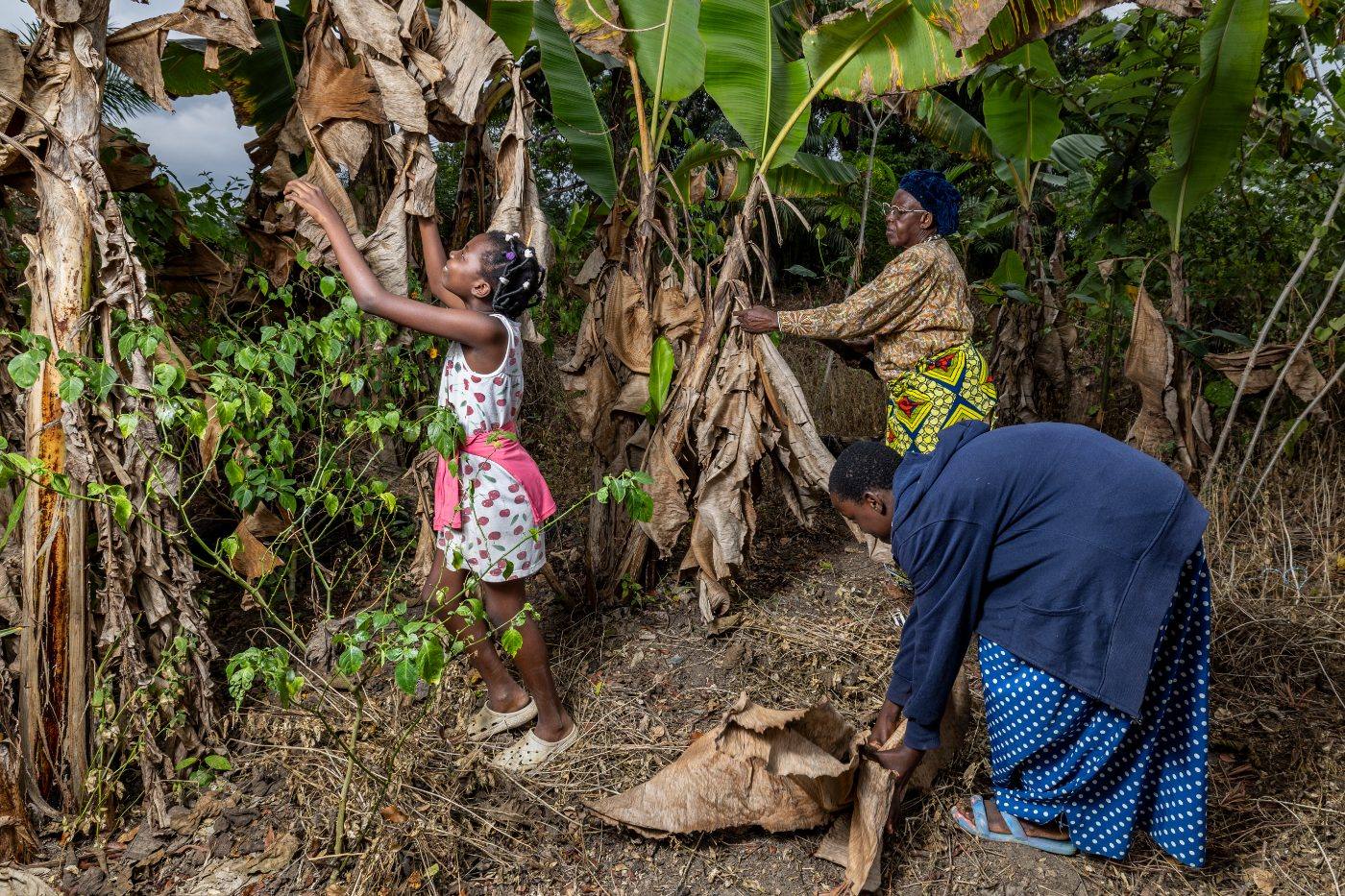 Three generations working the banana plantation