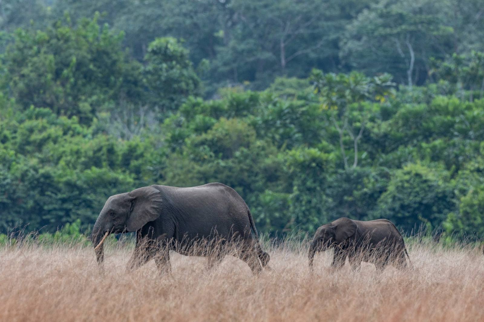 A forest elephant and calf crossing the savannah grass, Gabon