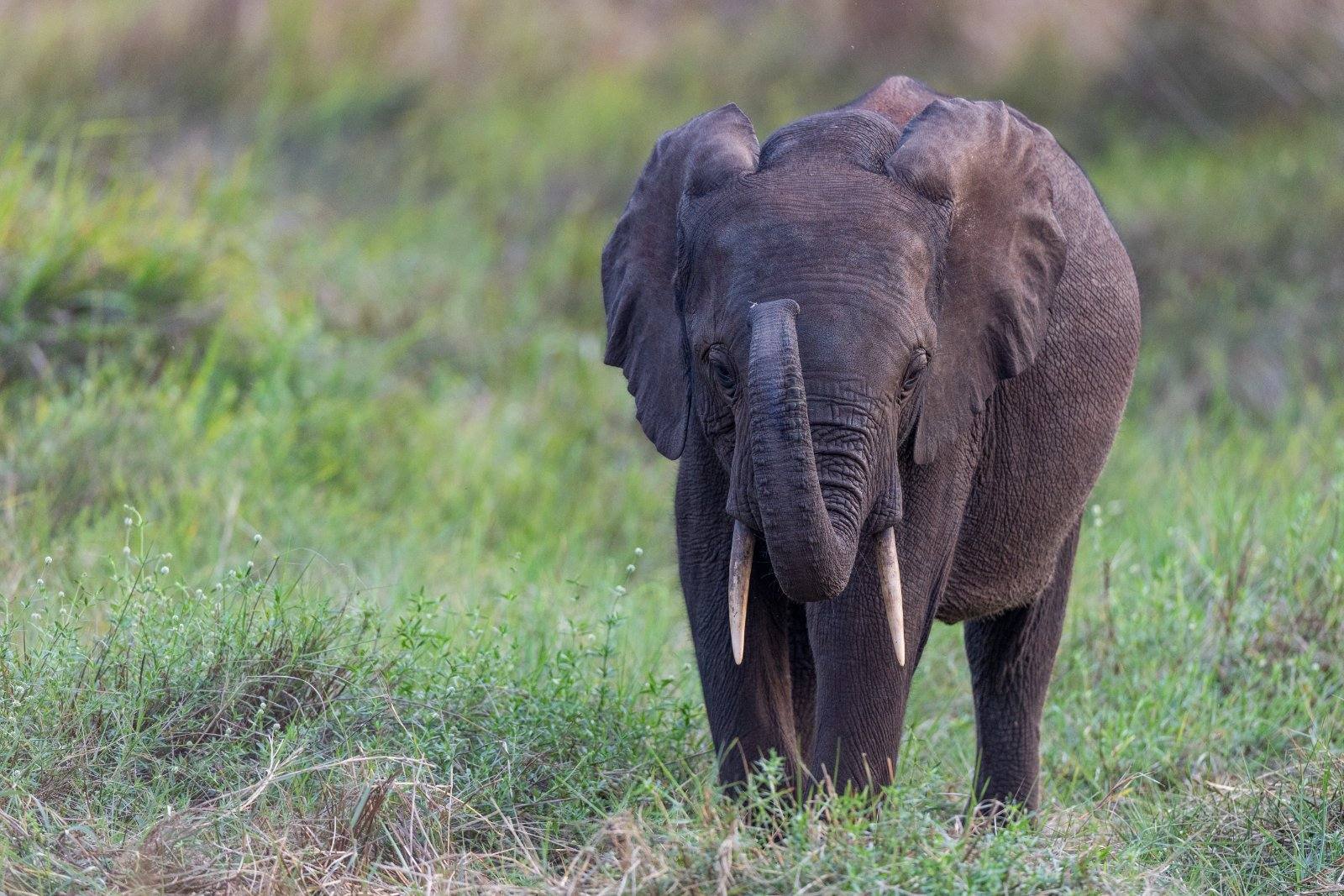 A young forest elephant, Gabon