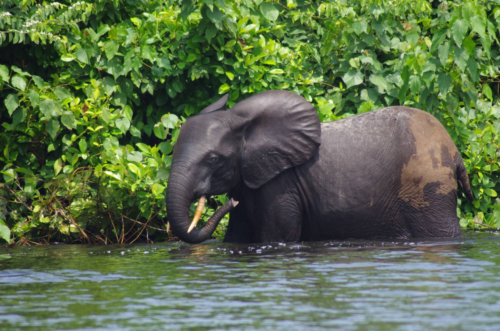 A forest elephant in Gabon