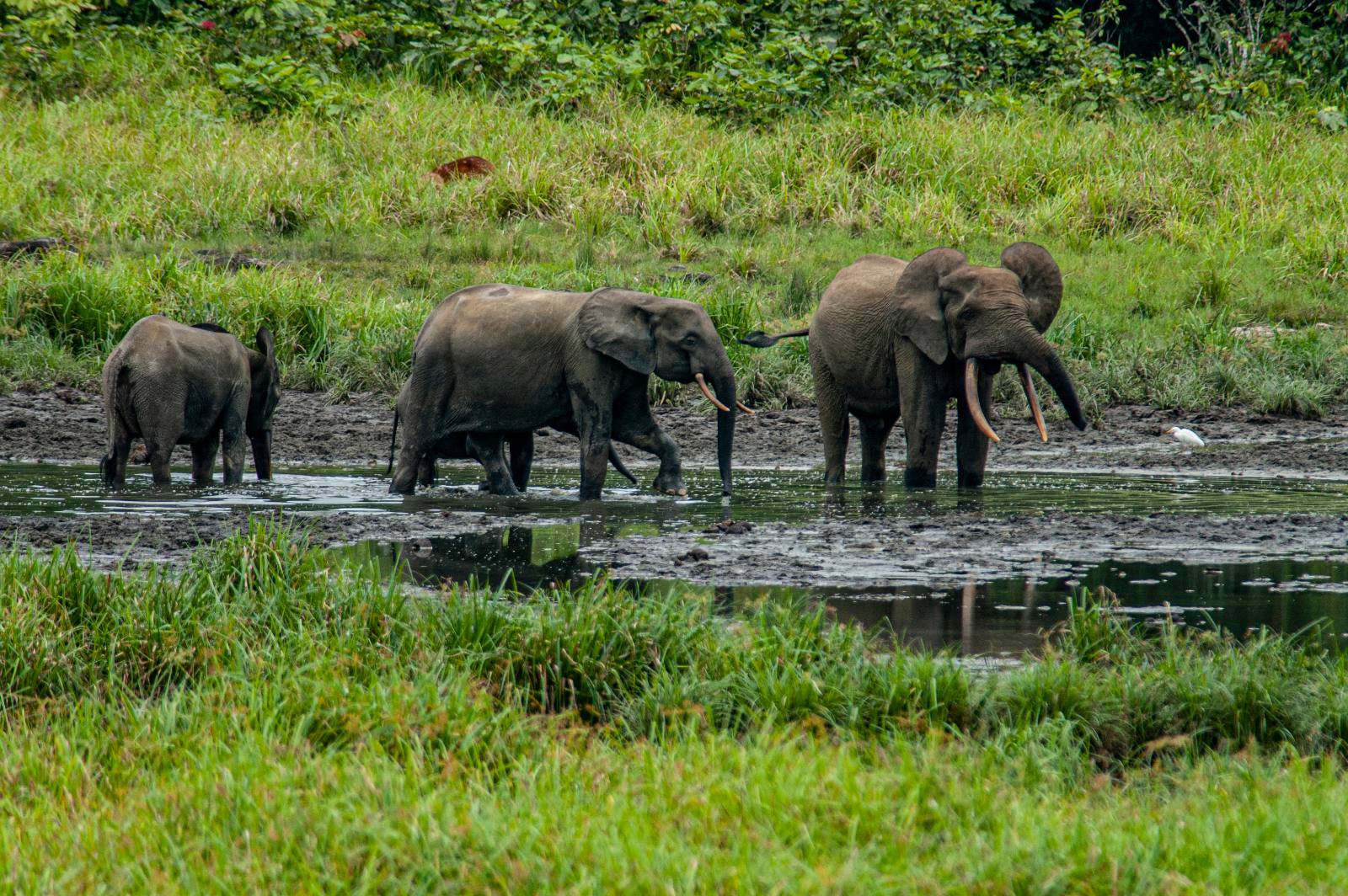 Forest elephants in Gabon