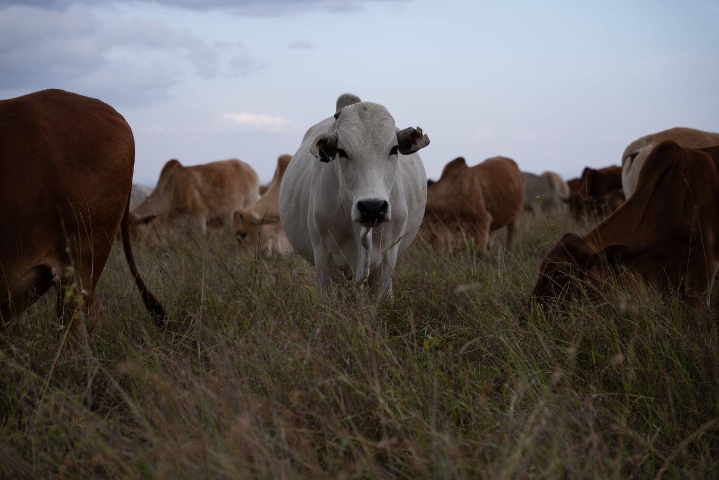 The herd grazing at dusk on Suyian grassland