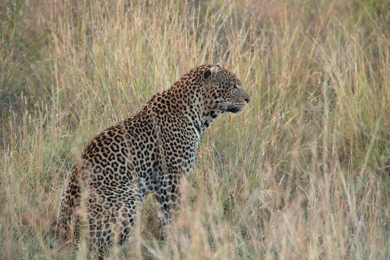 A leopard in long grass, Kenya