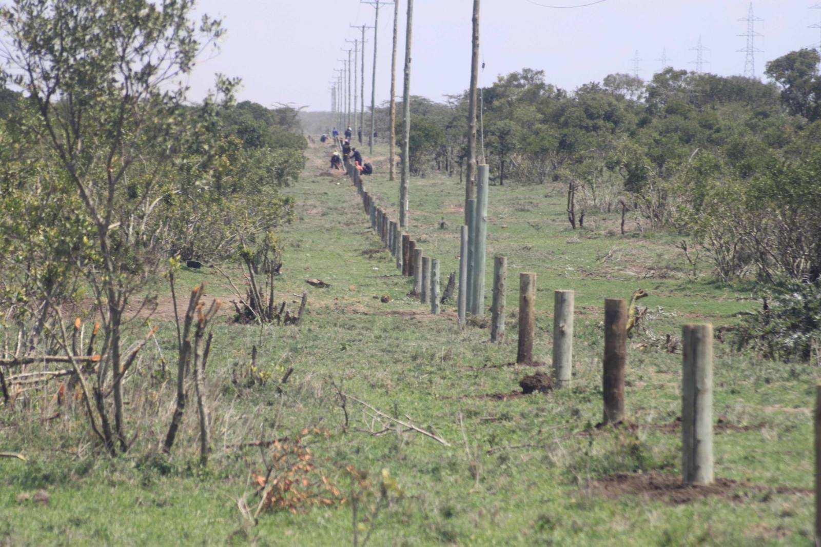 New fence posts marching across the Laikipia bush