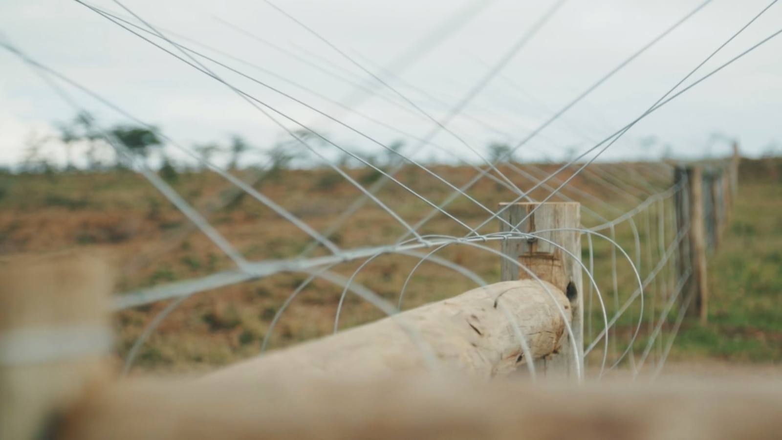 The wires of the Laikipia Elephant Fence running to the horizon