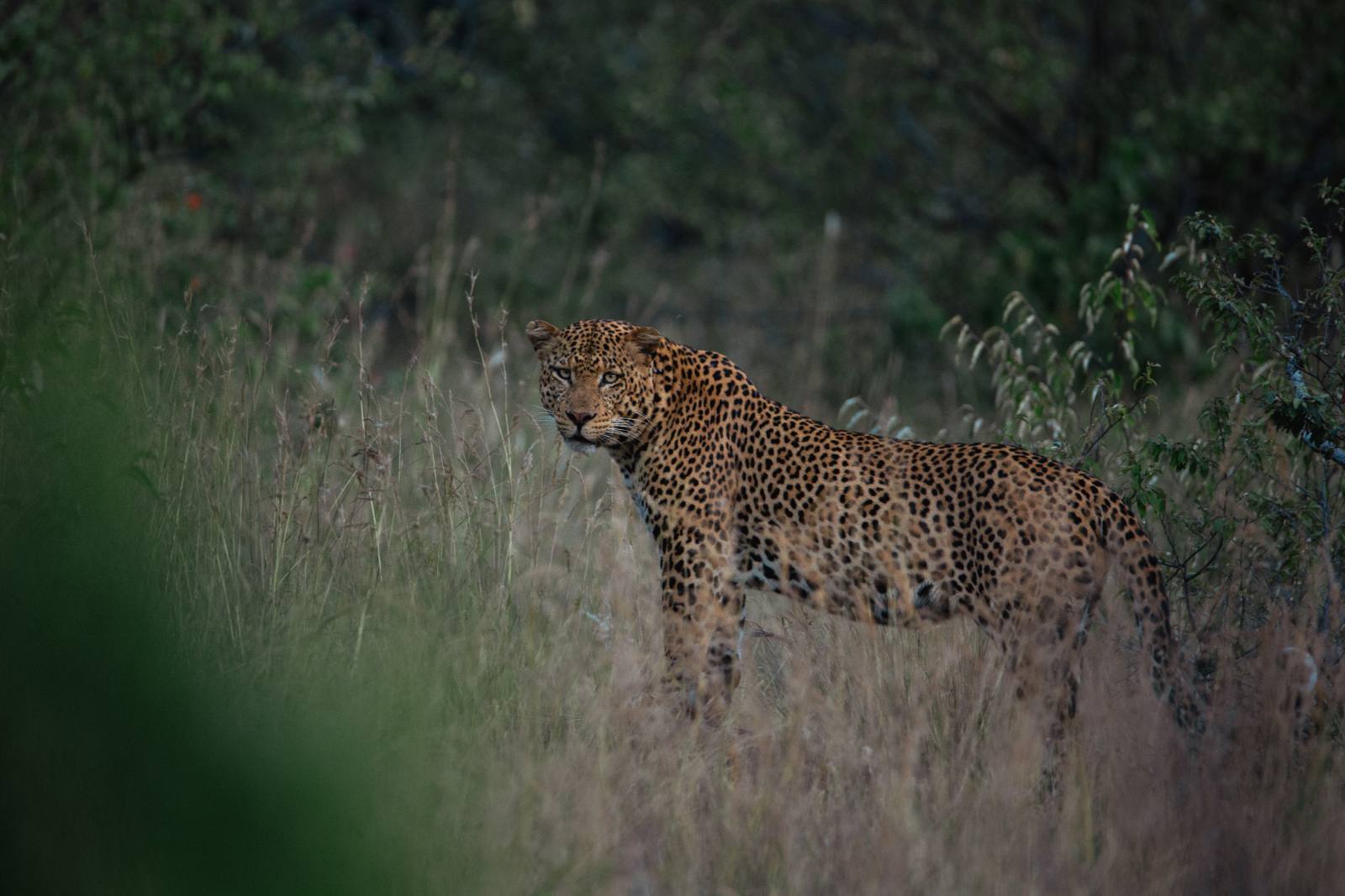 Laikipia wildlife, stand-in image