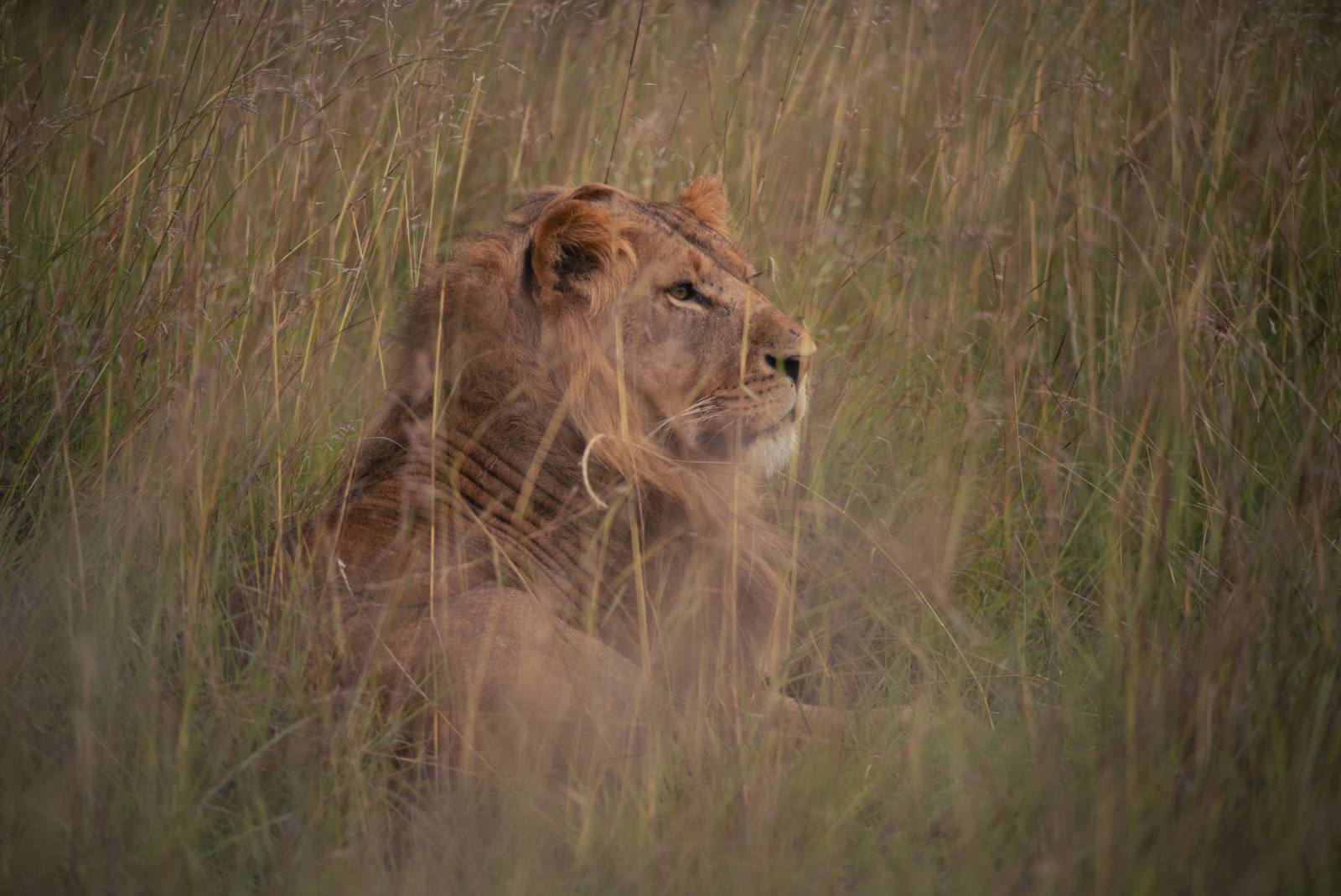 Laikipia grassland, stand-in image