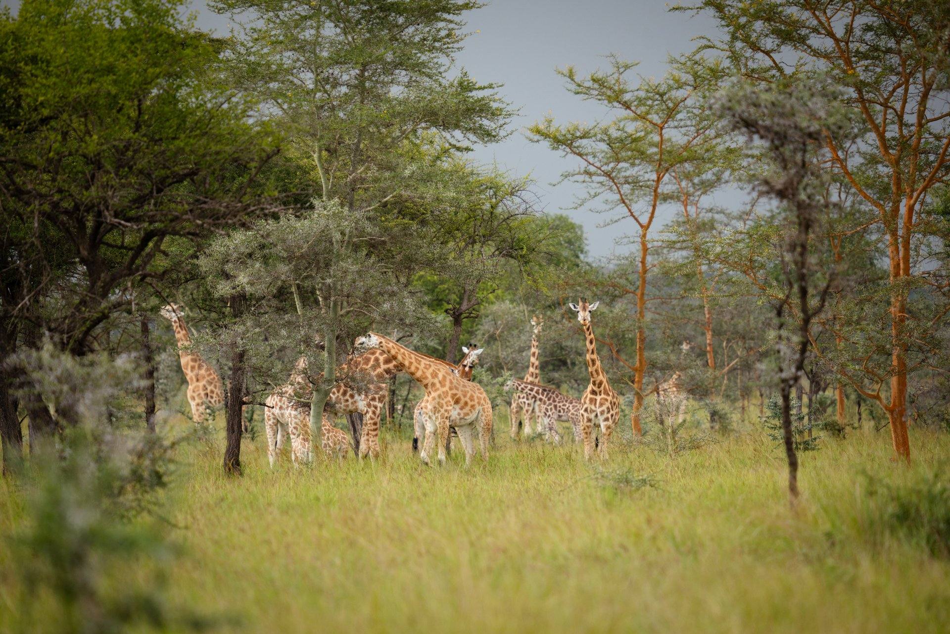 A tower of Nubian giraffes among acacias, Pian Upe