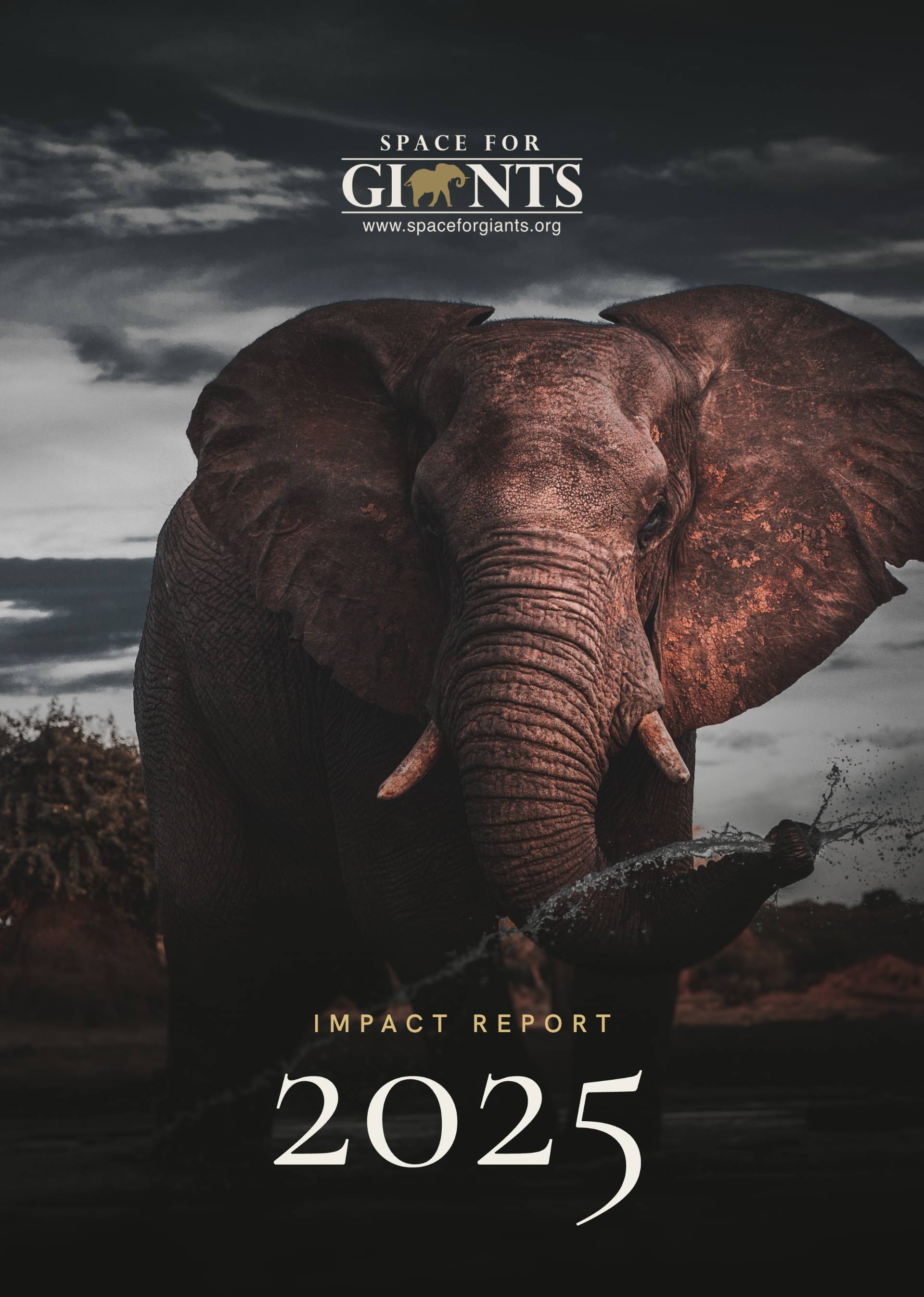 2025 Impact Report cover: a bull elephant at the water's edge at dusk