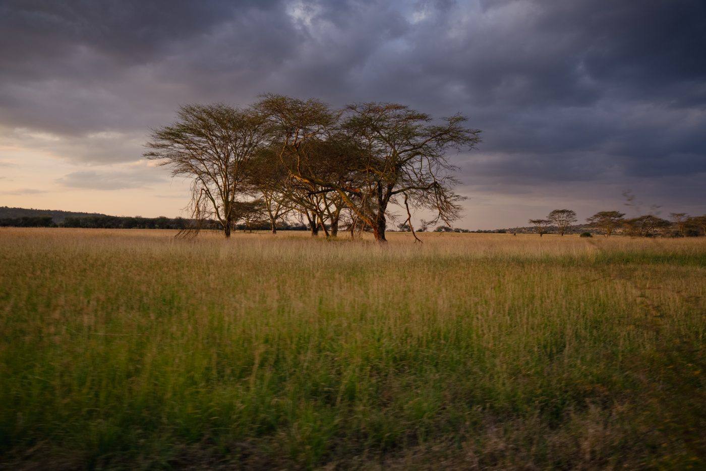 Acacias under a gathering storm on the Suyian grasslands