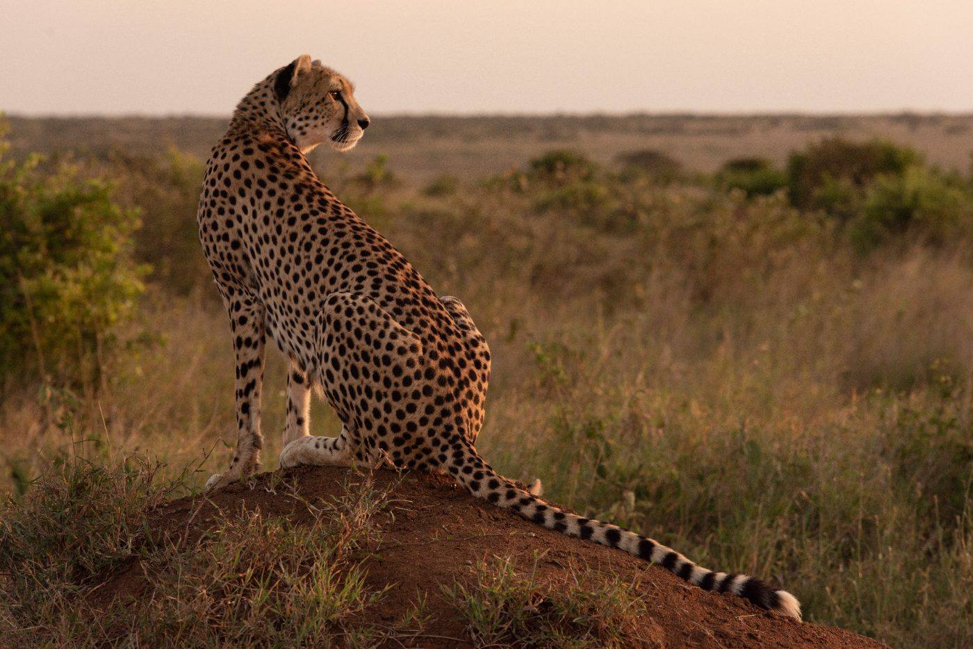 A cheetah surveying the plains from a termite mound at golden hour