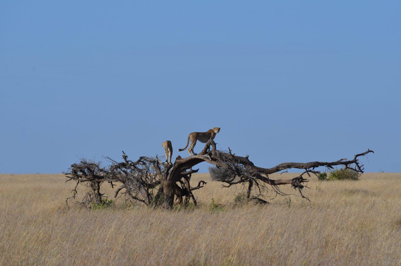 Two cheetahs keeping watch from a fallen tree