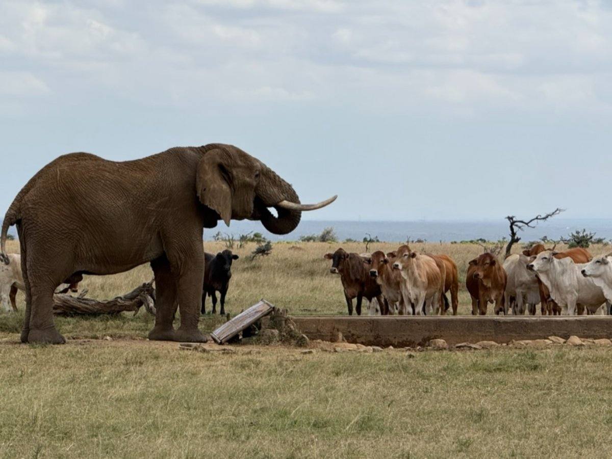 An elephant and cattle sharing a water trough at Suyian