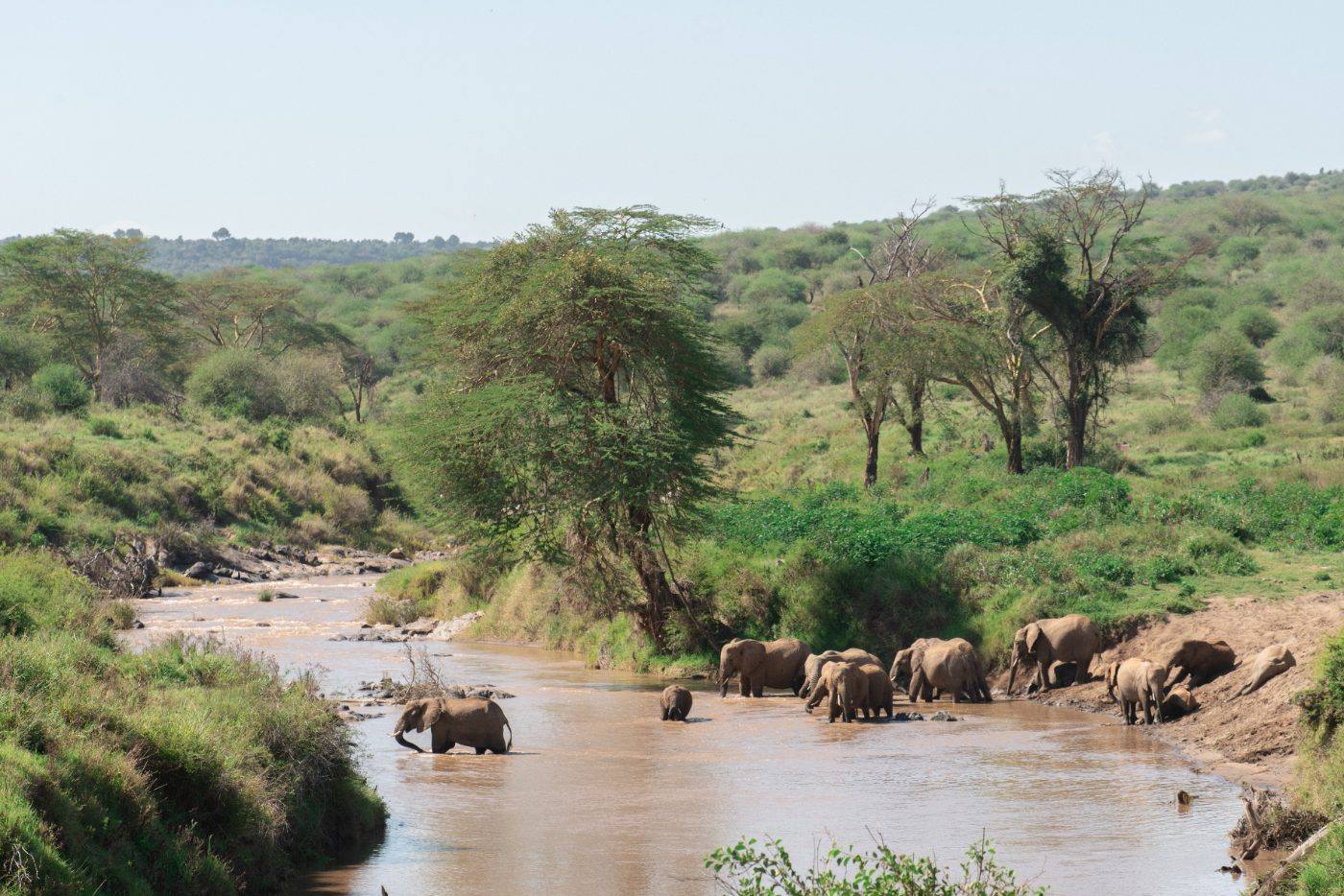 A herd of elephants crossing the river at Suyian Conservancy