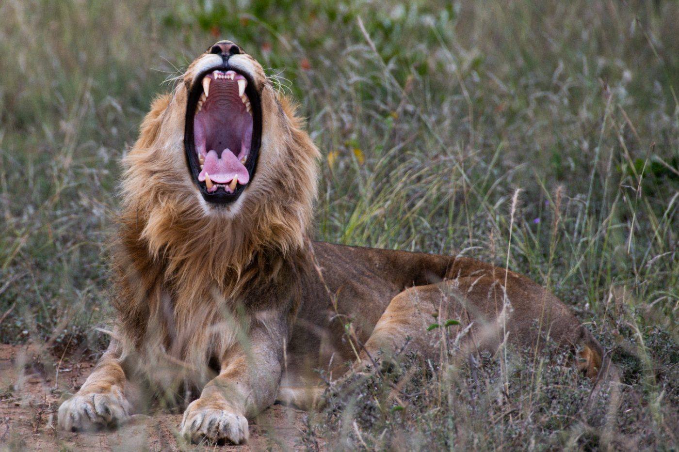 A male lion yawning in the long grass