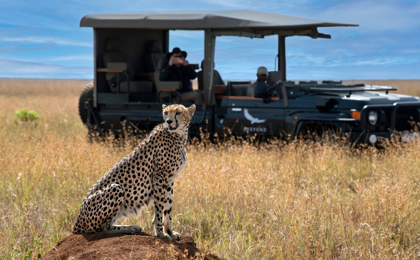 A cheetah on a termite mound in front of a game-drive vehicle