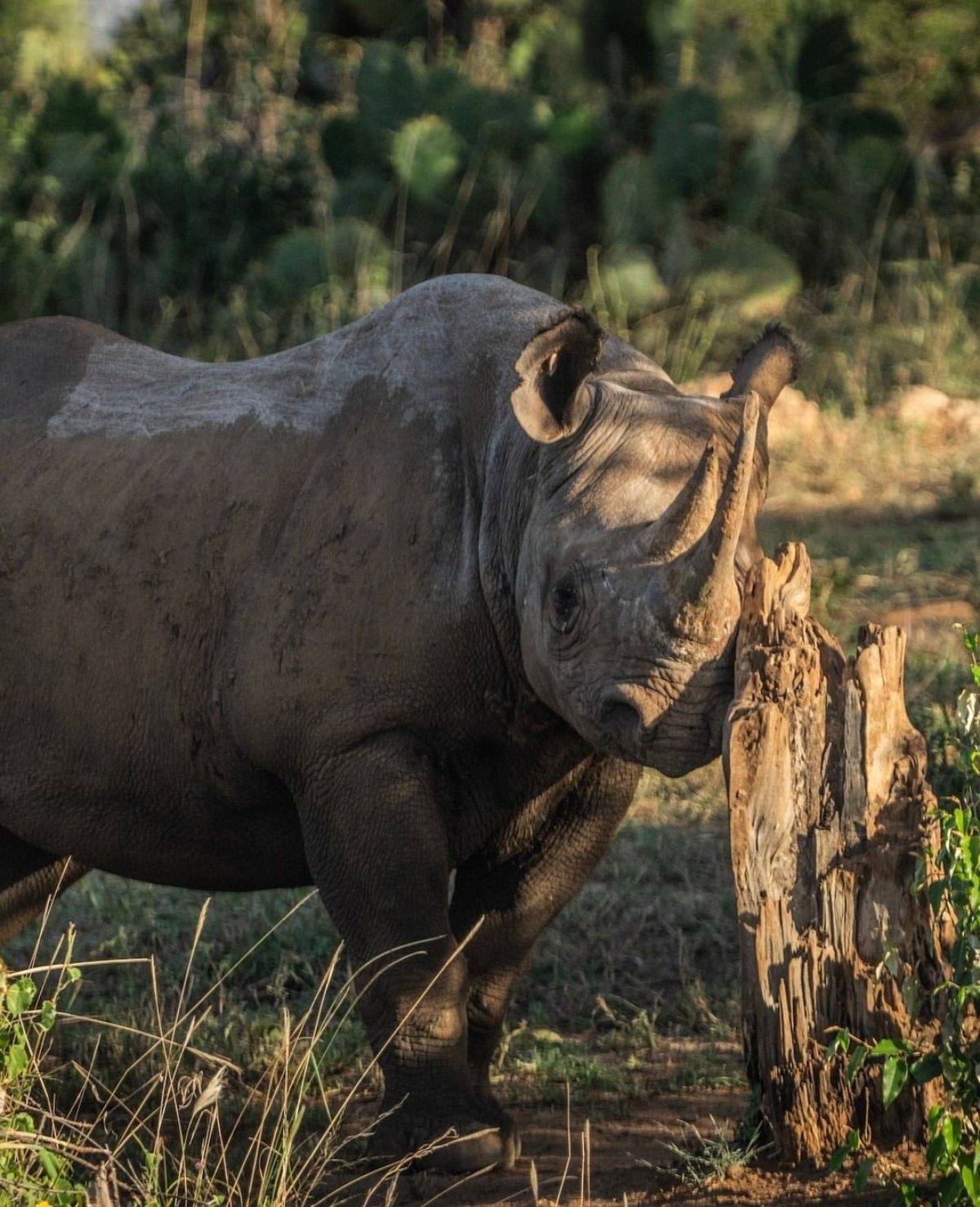 A black rhino at a weathered tree stump