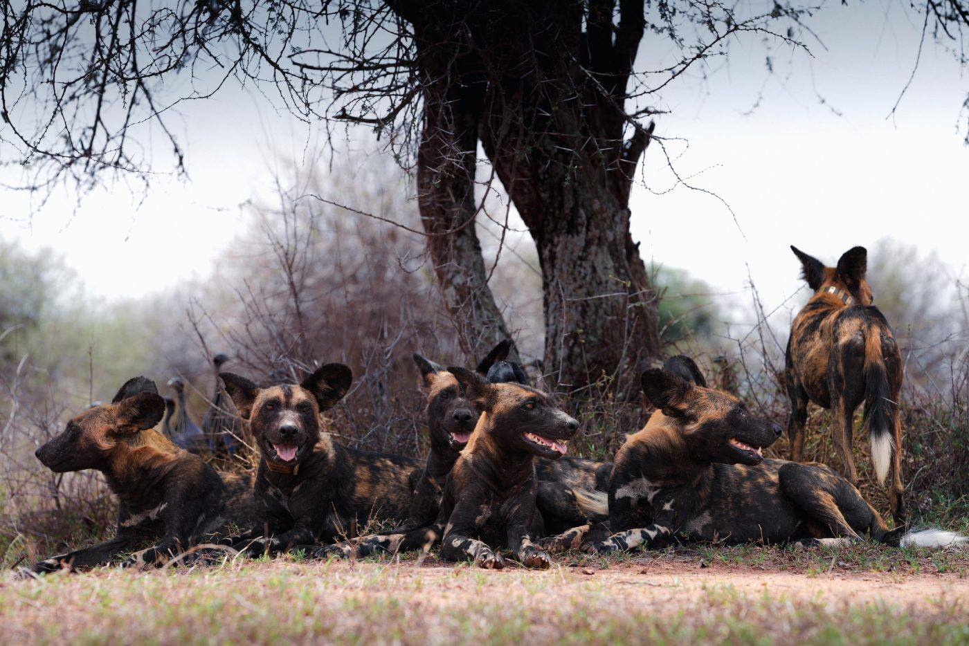A pack of African wild dogs resting in the shade