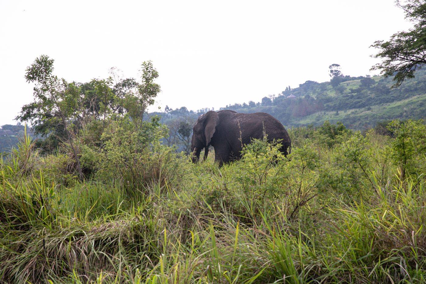 An elephant grazing in the thicket below the escarpment