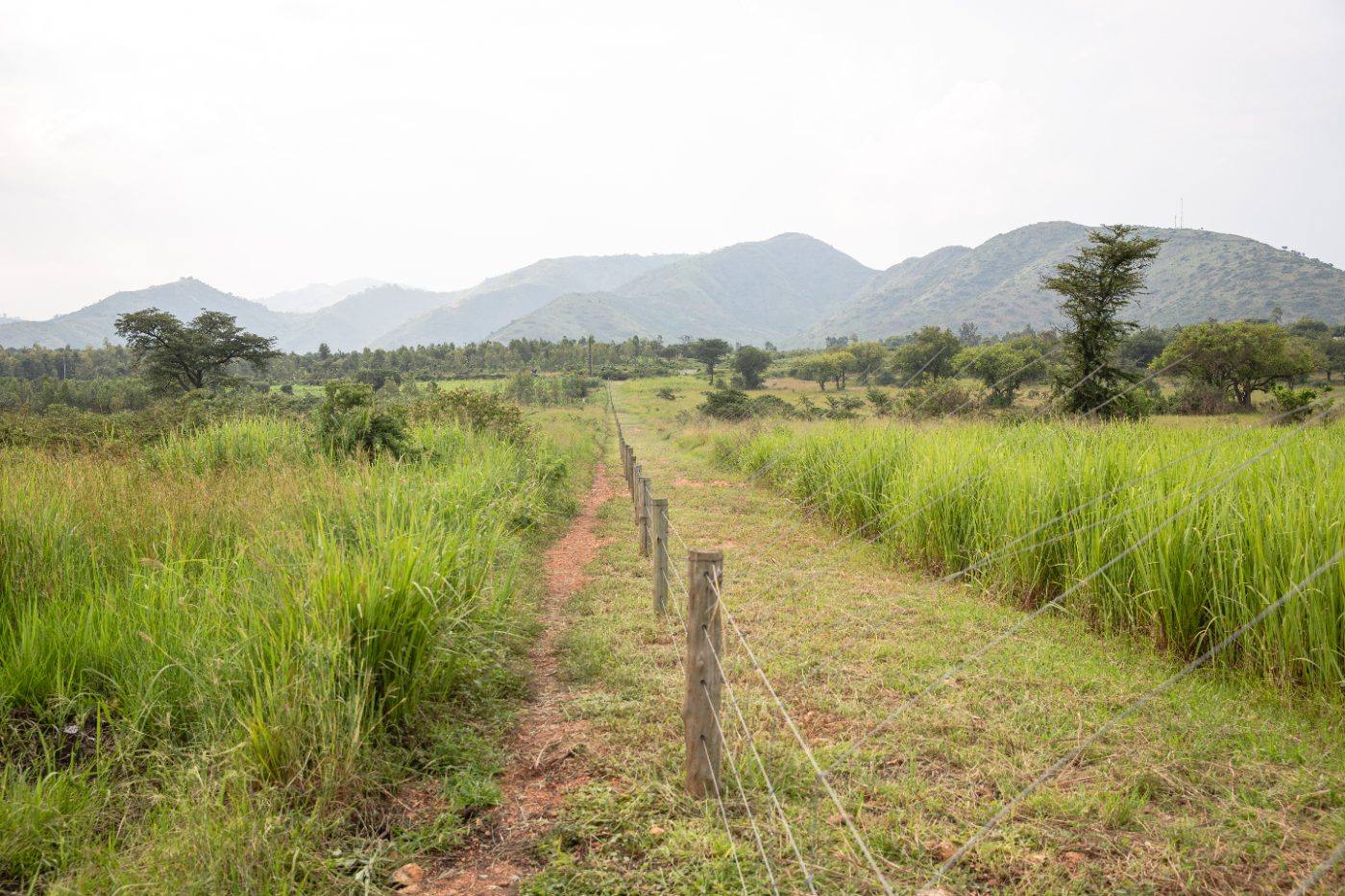 The fence line running towards the hills