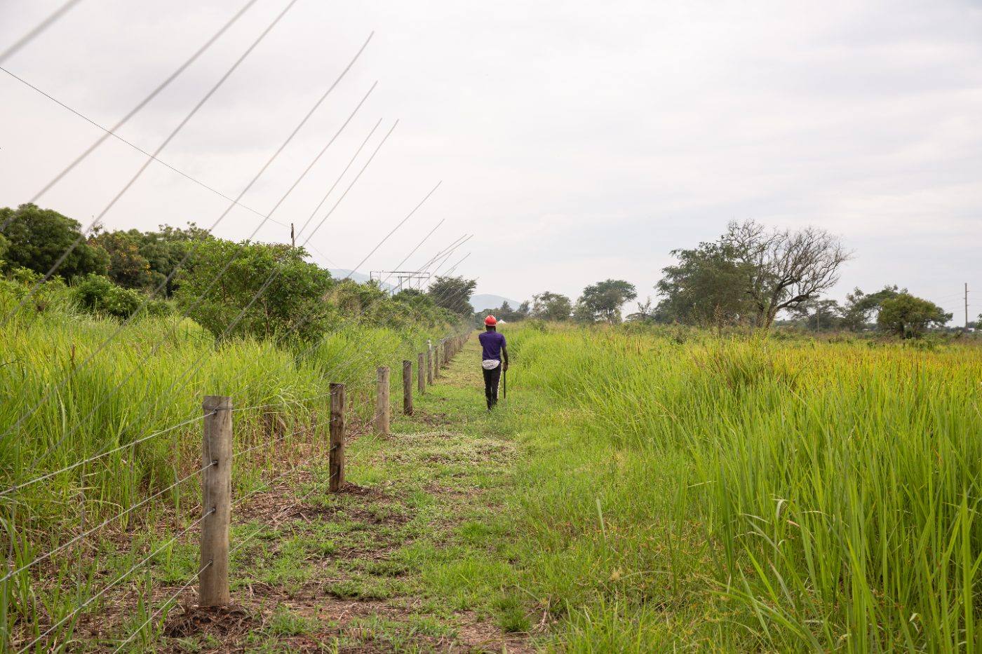 A fence attendant walking the line in Queen Elizabeth