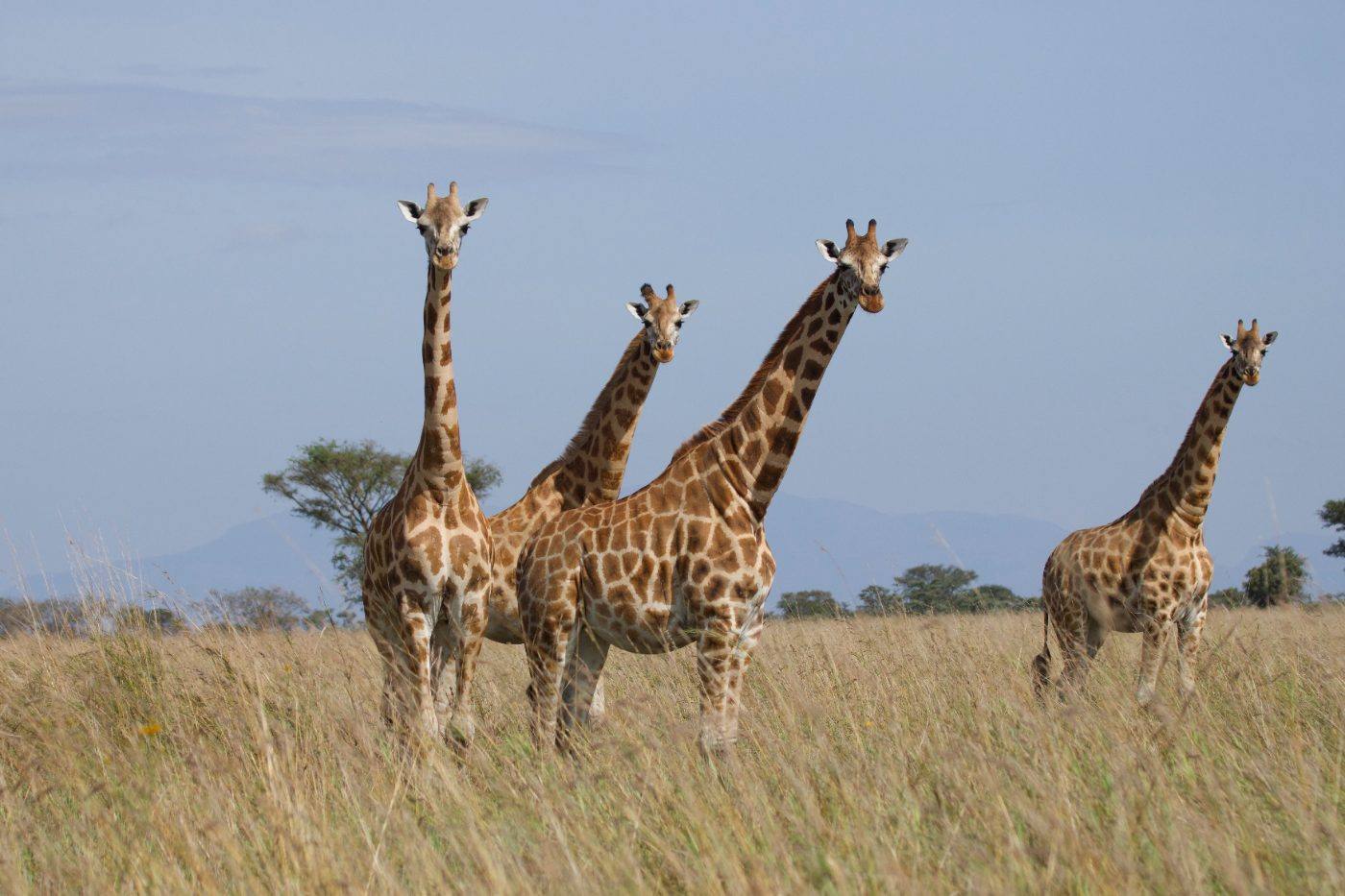 Four Nubian giraffes in the tall grass, Pian Upe