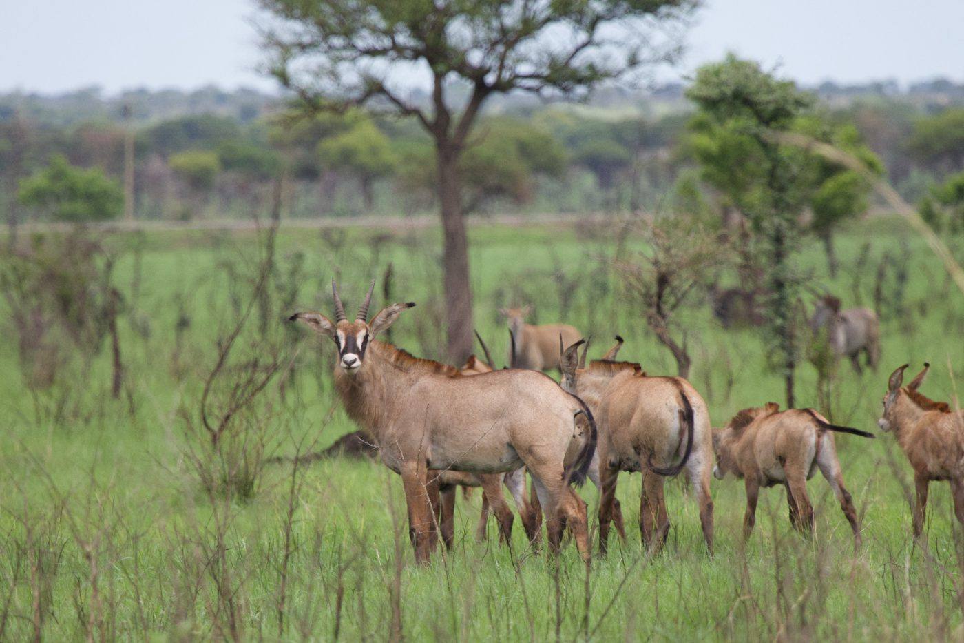 A herd of roan antelope among the acacias