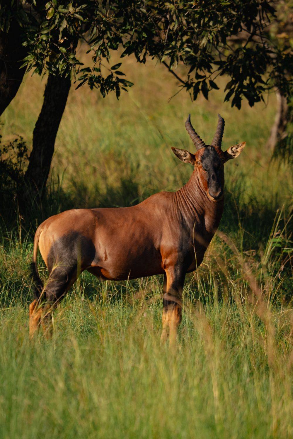 A topi standing in golden light