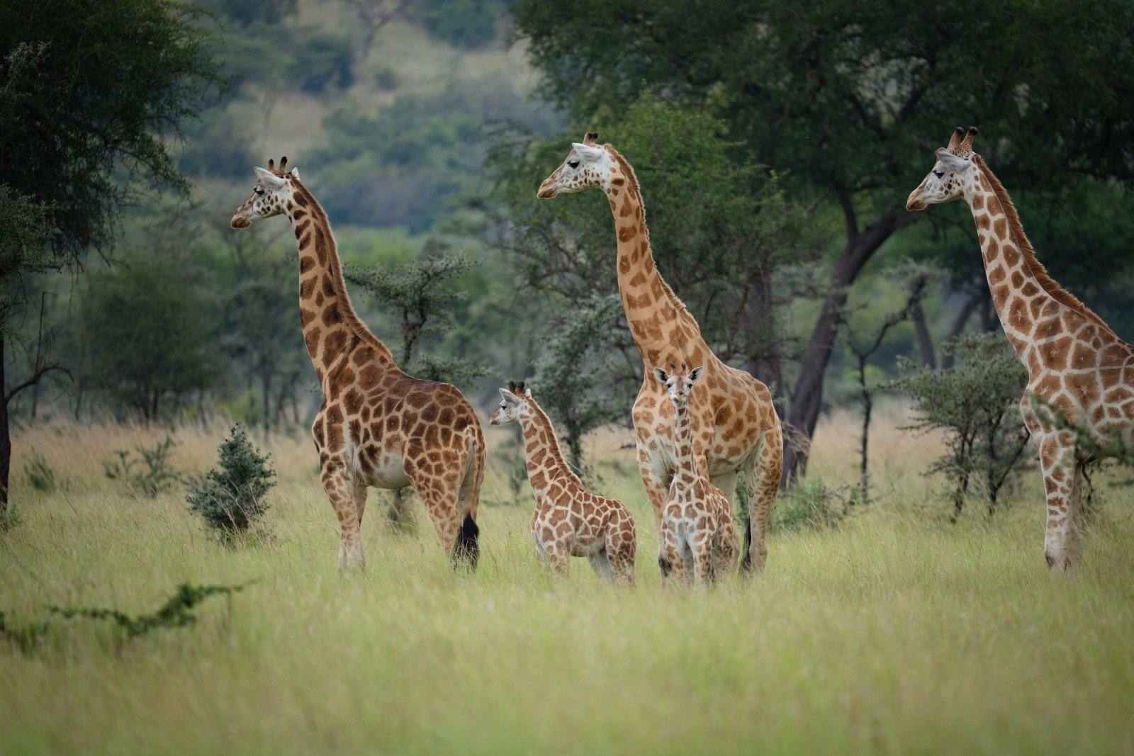 Nubian giraffes with two calves, Pian Upe